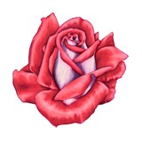 by Ruth Ducker