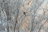 by Suzanne Laytham