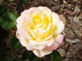 by Sherry Cornett