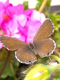 by Marie josé LAURIER