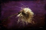 by Randi Grace Nilsberg