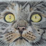 by Debi Ware