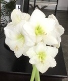 by Sylvia Jackovitch- Kallay