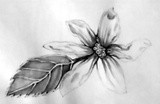 by Dana Koffenberger