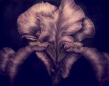by Darlene Ward