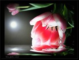 by DEE JOBES PHOTOGRAPHY
