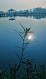 by cervantes wu