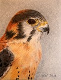 by Wendi Evans