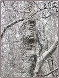 by Heli Aarniranta