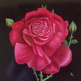 by Ton van Meerendonk