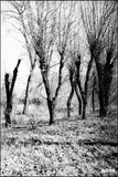 by giuseppe dibenedetto