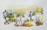 by Dianne Nungesser