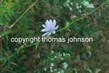 by Thomas Johnson
