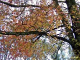 by CM  Sackett
