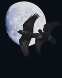 by Wingsdomain.com 