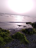by Yasin Alajlani