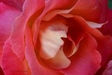by Scott  Alexander Jack