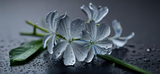 by Mihaela B