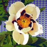 by Barbara Johnson