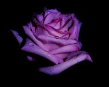 by Susan G 