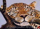 by Ghislaine Afonso