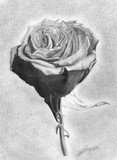 by Rafael Marrón