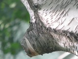 by Heli Aarniranta