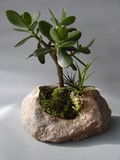 by Pedra Viva mini jardins