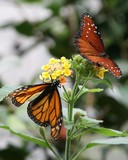 by Debra Brettschneider