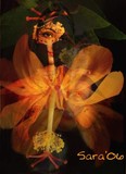 by Sara Deutsch