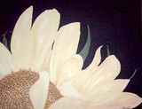 by Kayla Clark