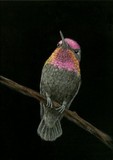 by Sue Kroll