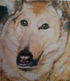by Dawn Moir-Harris 