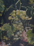 by Cene gál István