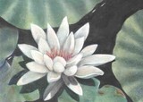 by Susan Currier