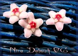 by Nira Dabush