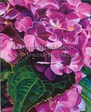 by Joyce Hutchinson