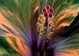 by Randy McCullough