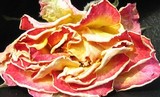 by Tracey Loftis
