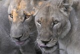 by Gerry Van der Walt