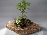 by Pedra Viva mini jardins