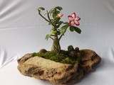by Pedra Viva mini jardins