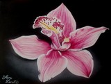 by Sara Lerota
