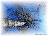 by LISETTE GOSSELIN COTE