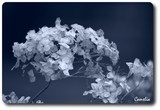 by bogorin camelia