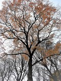 by Marie josé LAURIER