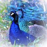 by Marie josé LAURIER