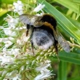 by Marie josé LAURIER