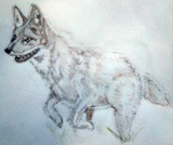 by Dana Koffenberger