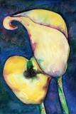 by Vaso Peritos